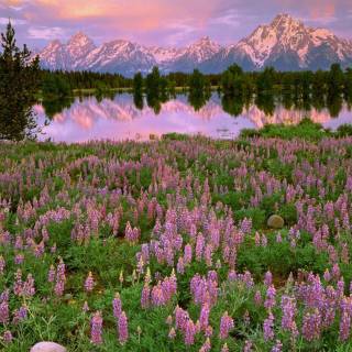 Pink tree by lake wallpaper