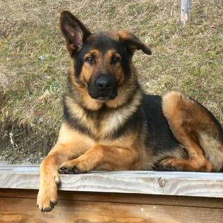 German Shepherd and Husky wallpaper