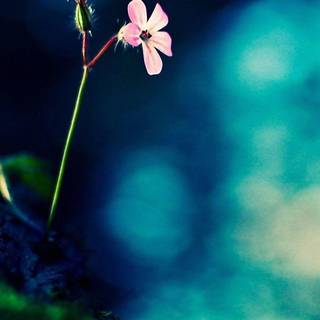 Full screen HD wallpaper