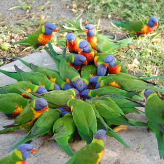 Rainbow lorikeet wallpaper