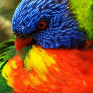 Rainbow lorikeet wallpaper