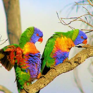Rainbow lorikeet wallpaper