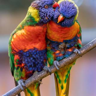 Rainbow lorikeet wallpaper