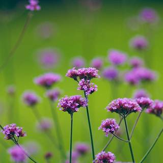 Attractive wallpaper