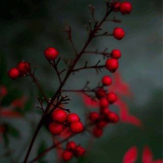 Attractive wallpaper