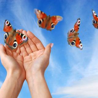 Butterfly in hand wallpaper
