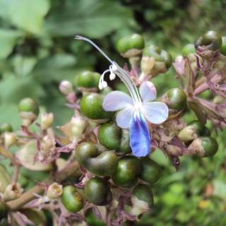 Rotheca serrata wallpaper