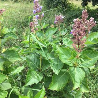 Rotheca serrata wallpaper