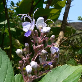 Rotheca serrata wallpaper