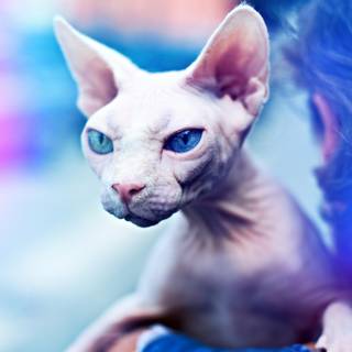 Sphynx cat wallpaper