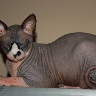 Sphynx cat wallpaper