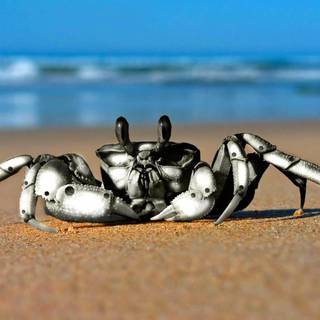 Coconut crab wallpaper