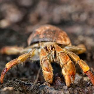 Coconut crab wallpaper