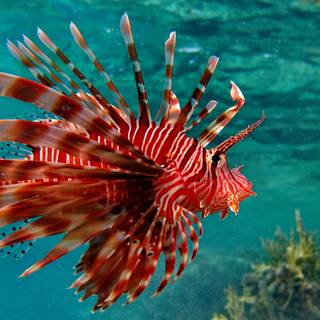 Lionfish wallpaper