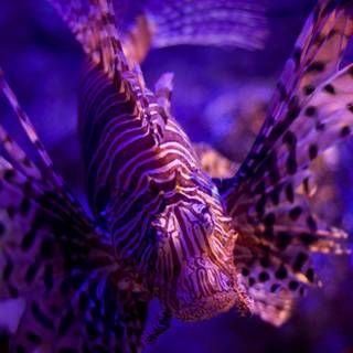 Lionfish wallpaper