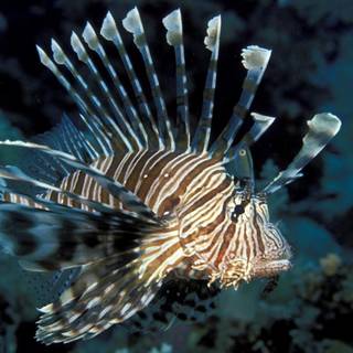 Lionfish wallpaper