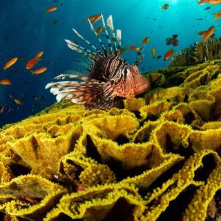 Lionfish wallpaper