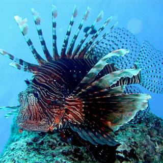 Lionfish wallpaper