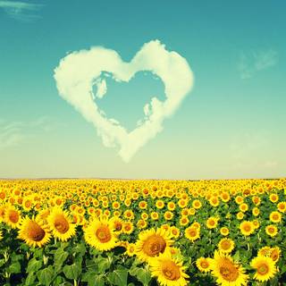 Sun nature wallpaper