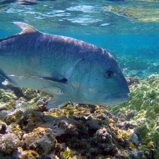 Underwater photography wallpaper