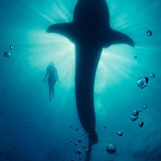 Underwater photography wallpaper