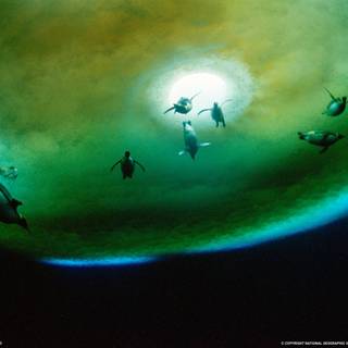 Underwater photography wallpaper