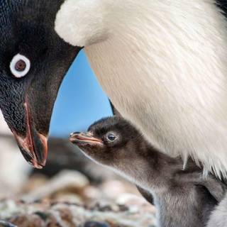 Penguins Disneynature wallpaper