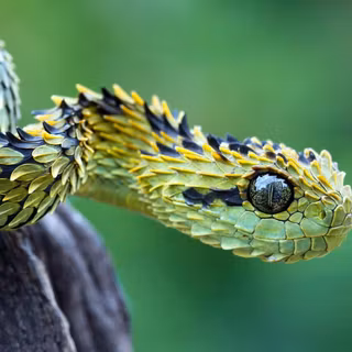 Snakes HD desktop wallpaper