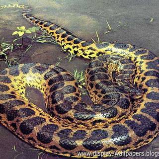 Large snake wallpaper