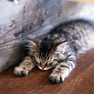 Lazy cat wallpaper