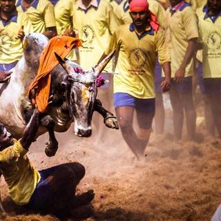 Jallikattu wallpaper
