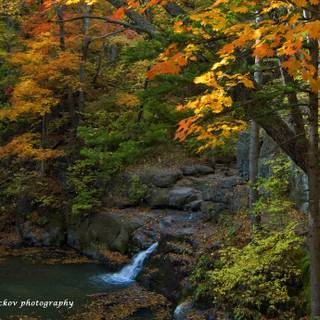 Taiga forest wallpaper