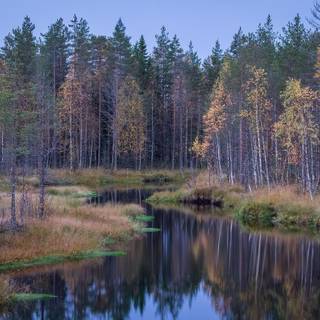 Taiga forest wallpaper