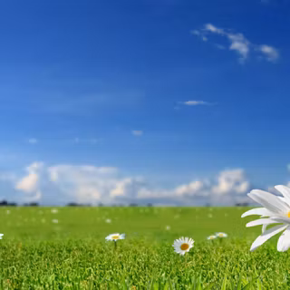 Spring/summer wallpaper