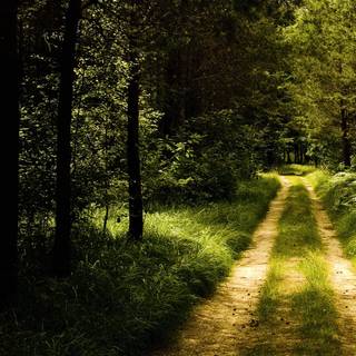 Spring/summer wallpaper