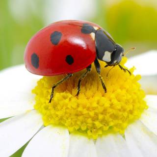 Ladybird beetle wallpaper