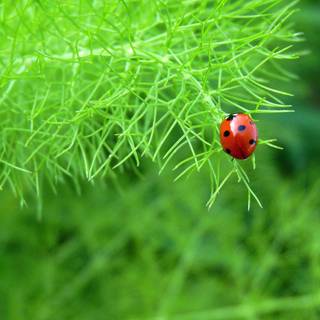 Ladybird beetle wallpaper