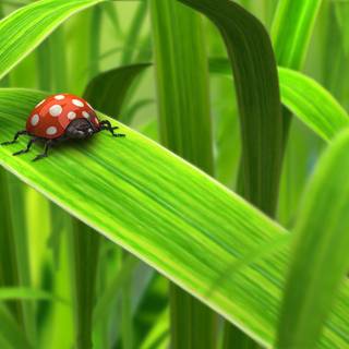 Ladybird beetle wallpaper