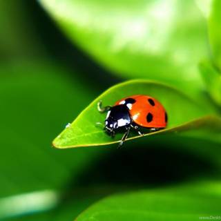 Ladybird beetle wallpaper