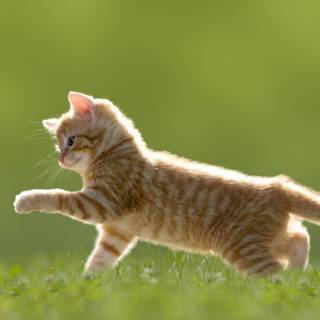 Ladybird beetle wallpaper