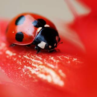 Ladybird beetle wallpaper
