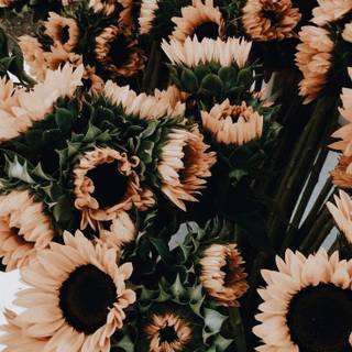 Aesthetic flowers wallpaper