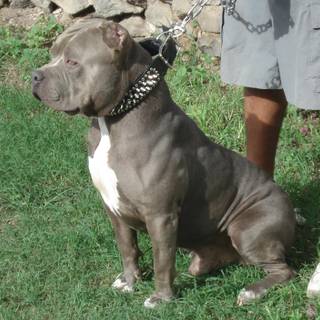 XL Bully dog wallpaper