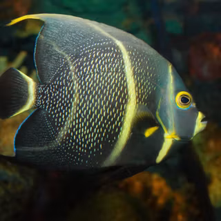 Angelfish wallpaper