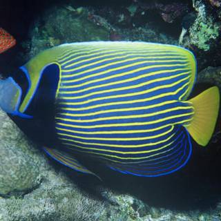 Angelfish wallpaper