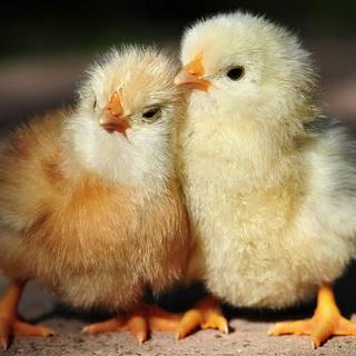 Chicks wallpaper