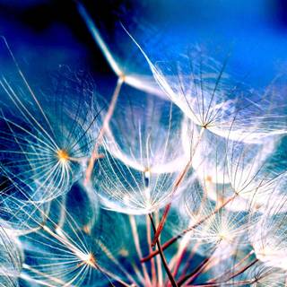 Dandelion wallpaper