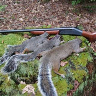 Squirrelz with Gunz wallpaper