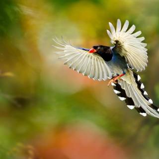 Bird of Paradise wallpaper