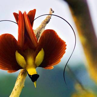 Bird of Paradise wallpaper